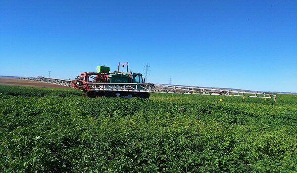 Tratamiento de insecticida en patatas