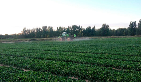Aplicación de insecticida en espinaca