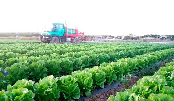 Tratamiento en lechuga residuo cero